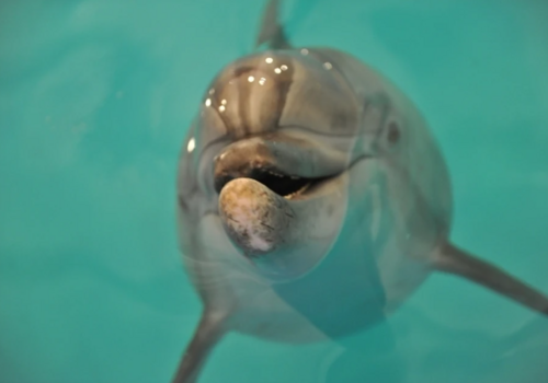 Проснулся аппетит, но нет эхолокации: у спасенного дельфина в Крыму могут быть проблемы со слухом