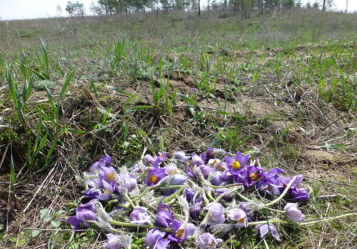 Севастопольцев призывают беречь первоцветы