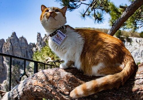 В Евпатории откроется фотовыставка «Большое путешествие кота Мостика»