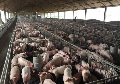 В Крыму на аукцион выставили свиней на 30 млн рублей