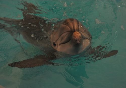 Кимми слышит! Спасенного дельфиненка в Крыму готовят к выпуску в море