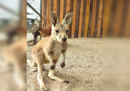 Улуру, Веня или Шаман: в зоопарке Бахчисарая выбирают имя кенгуренку
