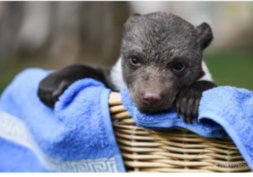 Два родившихся зимой медвежонка впервые вышли из берлоги в зоопарке в Бахчисарае