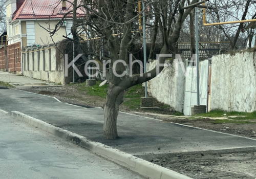 В Керчи на тротуаре деревья закатали в асфальт ФОТО