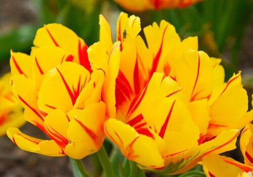 Парад тюльпанов в Никитском ботаническом саду начнётся на неделю раньше