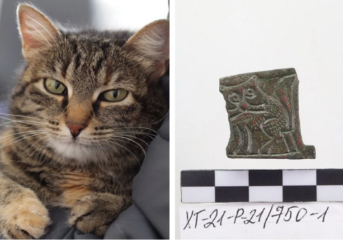 «Замурчательное» украшение! Крымские археологи нашли фрагменты древних амфор с отпечатками кошачьих лапок
