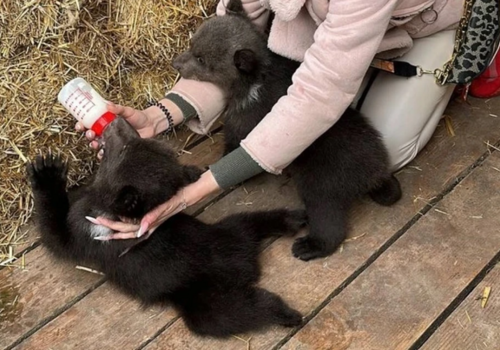 Сева и Сима ищут новый дом: в Бахчисарайском парке вынуждены отказаться от малышей-медвежат