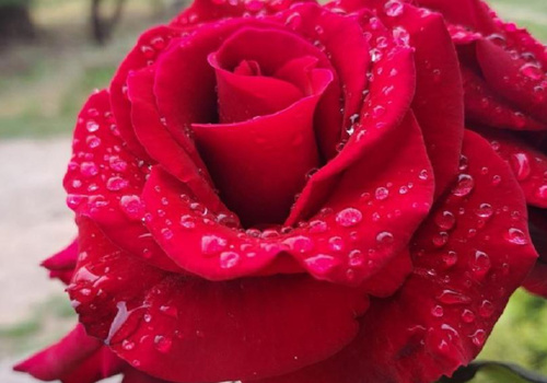 Более 8 тысяч кустов роз украсят центральные улицы Симферополя