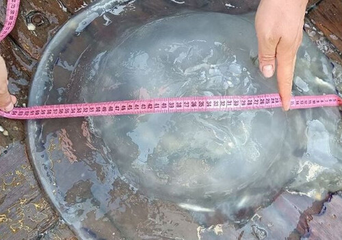 Крымские учёные научились солить медуз и превращать их в пасту