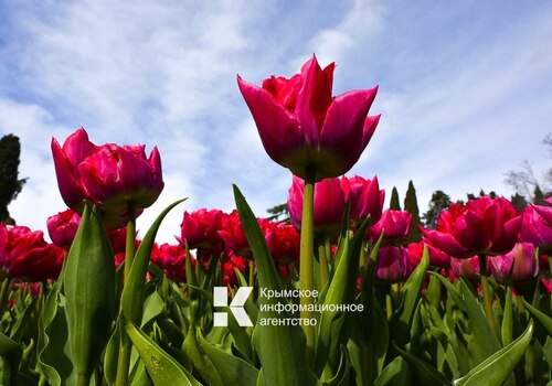 В Никитском ботаническом саду открылся Парад тюльпанов 