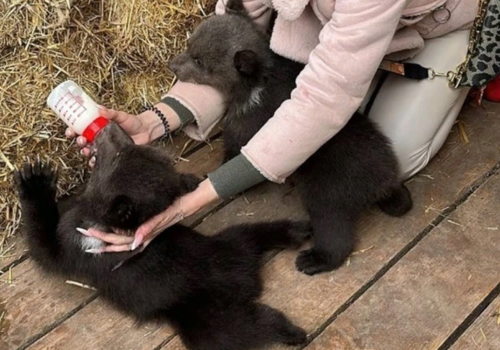 Сева и Сима ищут новый дом: в Бахчисарайском парке вынуждены отказаться от малышей-медвежат  