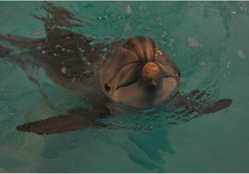 Спасенный в Крыму дельфиненок окреп и демонстрирует чудеса эквилибристики: до встречи с сородичами считанные дни