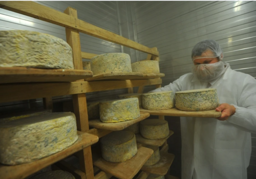 В СевГУ стали готовить дегустаторов сыра