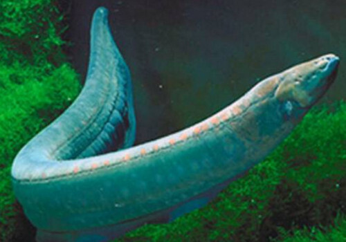В Севастопольском аквариуме появились новые опасные обитатели