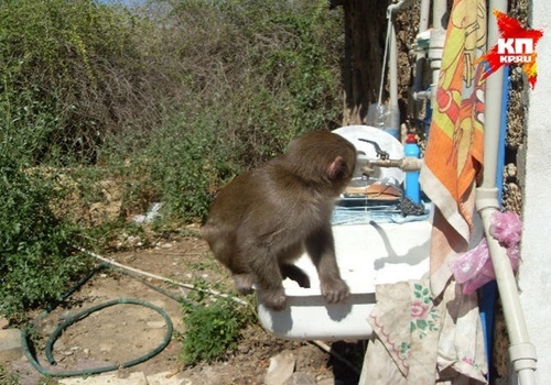 Владелец обезьяны, убившей малыша в Севастополе: "Моя обезьянка Чирик всегда была очень спокойной"