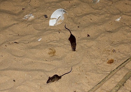 Пляж Парка Победы кишит крысами