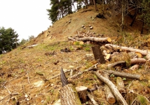В крымском заповеднике незаконно вырубили 40 деревьев