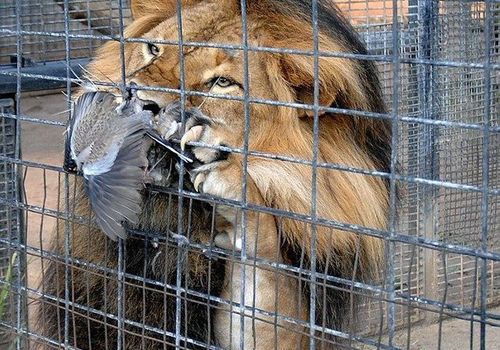 Хищники в крымских зоопарках голодают в ожидании обещанного мяса из России