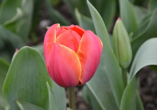 В Никитском ботаническом саду стартовал «Парад тюльпанов» (ФОТО)
