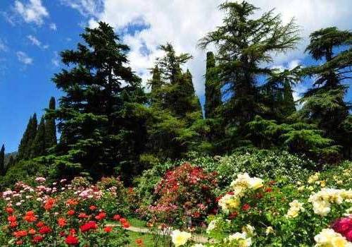 В Никитском ботаническом саду расцвела «Крымская весна»