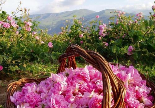В Крыму туристам предложат собирать лепестки роз