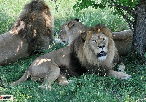 Зоопарки Крыма включили в число лучших зоопарков мира