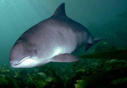 Спасенного в Крыму дельфина вернули в море