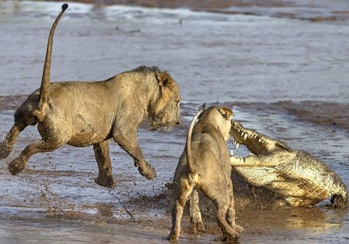 В крымском сафари-парке львы сожрали своего соседа - крокодила (ВИДЕО)