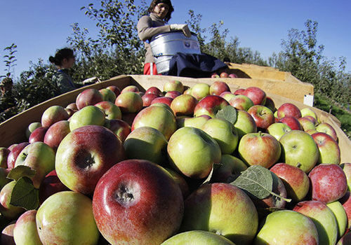 В Крыму набирают "трудовые отряды" для уборки урожая фруктов