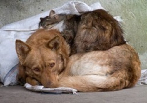 В Севастополе 2, 5 млн рублей потратят на стерилизацию бродячих животных