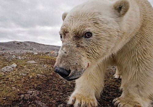 Полярники жестоко убили белого медведя в Арктике. Видео 18+