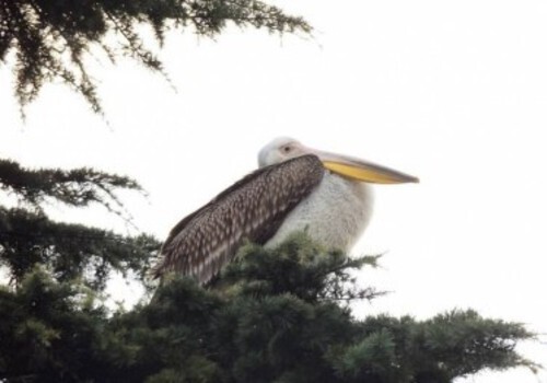 ФОТОФАКТ: на набережной в Ялте поселился пеликан