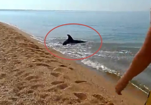 В Крыму дельфин в метре от берега ловит рыбу (Реал видео)