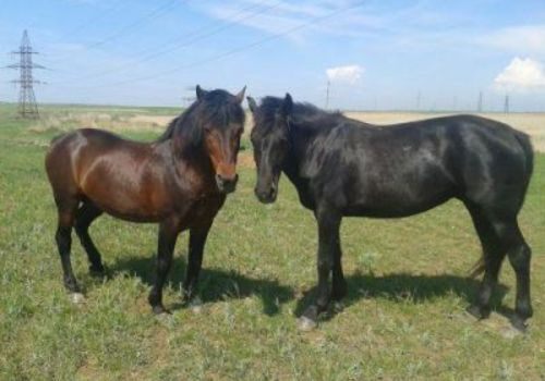 В Крыму убитые беременные лошади стали «говядиной» на заводе «Добрый смак»