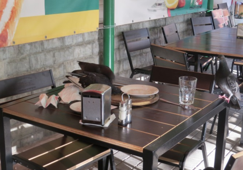 Пиццерия Севастополя: Голуби и воробьи крадут с тарелок и оставляют помёт (фото)