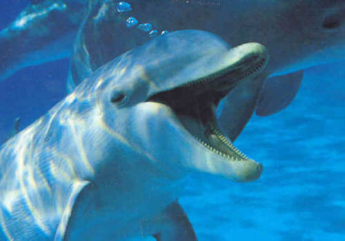 Вблизи зоопарка "Сказка" в чане воды под палящим солнцем плавают израненные дельфины и киты?