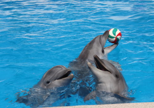 В Артбухте Севастополя снова открылся дельфинарий - цены, график работы
