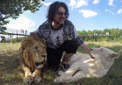 Новорожденного львёнка в «Тайгане» назвали в честь Филиппа Киркорова