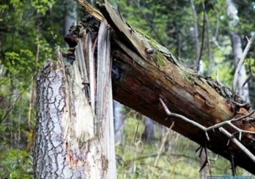 Крымчанка, ставшая инвалидом из-за рухнувшего дерева, получит от властей миллион
