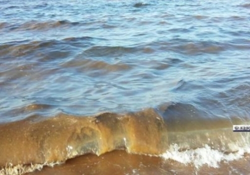 Море у берегов Крыма покрылось рыжими пятнами (фото)