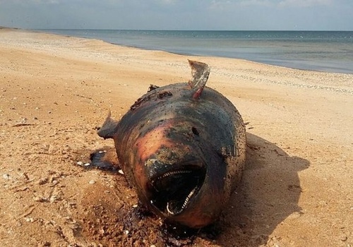 У берегов Крыма обнаружили 66 убитых браконьерами дельфинов (ЖУТКИЕ ФОТО)
