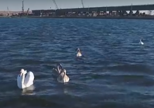 В проливе возле стройки Крымского моста поселились лебеди (видео)