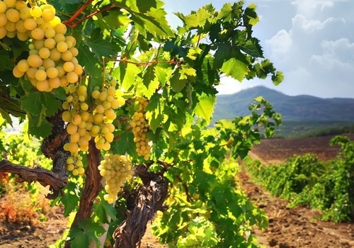Красоты Крыма: осенние виноградники ФОТО