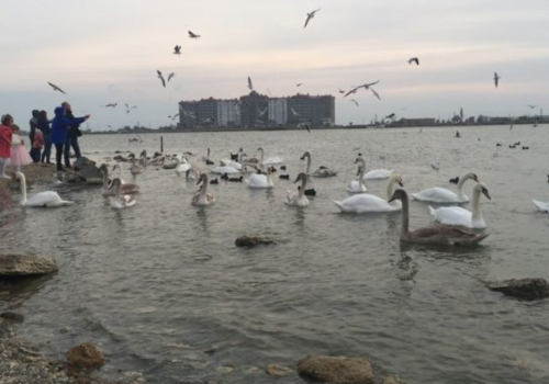 «Лебединое» озеро в Крыму (ФОТО)