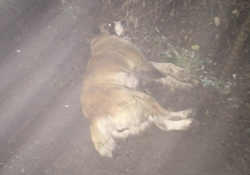 Пьяный крымчанин отрубил соседской собаке голову косой ФОТО