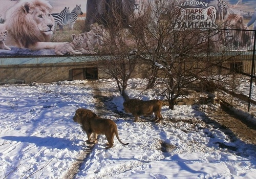 В парке львов «Тайган» погиб работник