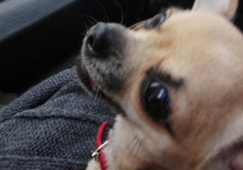 Крымчане додумались отправить маленькую собаку бандеролью в багажника автобуса дальнего следования СКРИНШОТ