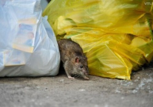 В центре Симферополя из-за постоянного мусора завелись крысы