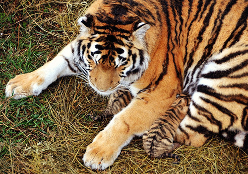 В «Тайгане» появились на свет амурские тигрята (ФОТО, ВИДЕО)