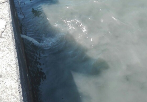 В центре Севастополя в море сливают непонятную окрашенную жидкость  ФОТО